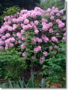 Pink Rhododendron